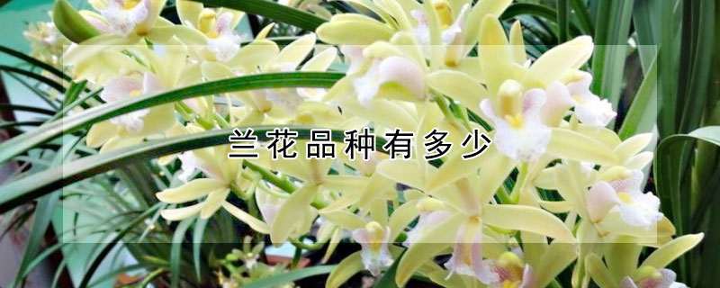 蘭花品種有多少