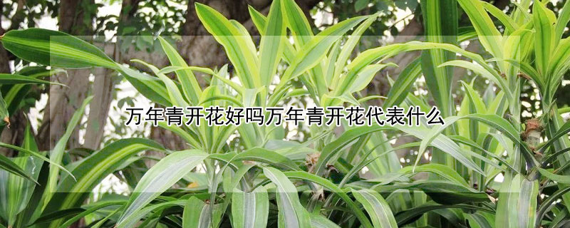 萬年青開花好嗎萬年青開花代表什么