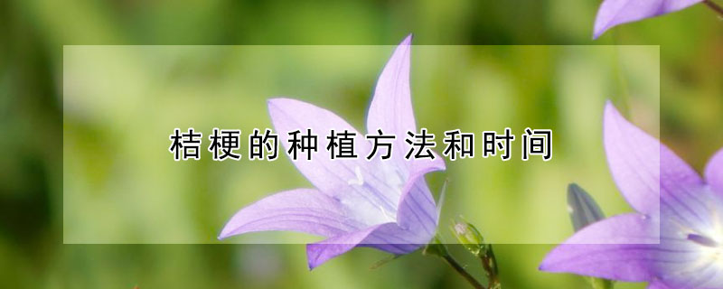 桔梗的種植方法和時間