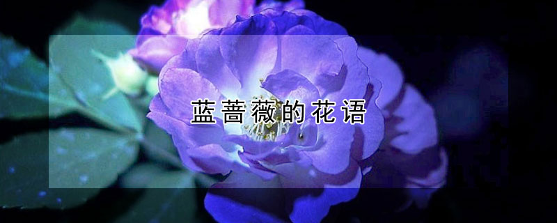 藍薔薇的花語