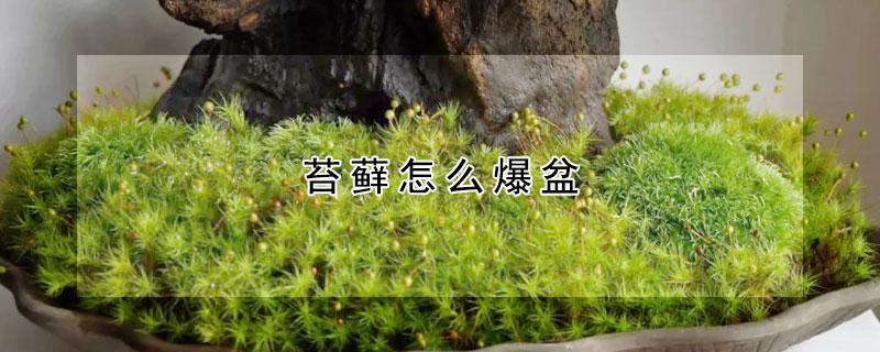 苔蘚怎么爆盆