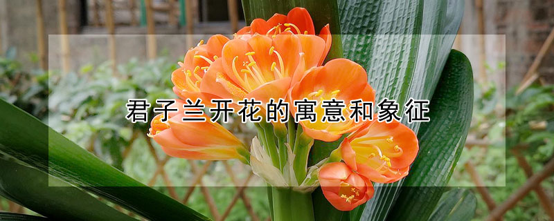 君子蘭開花的寓意和象征