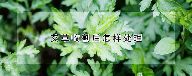 艾草收割后怎樣處理