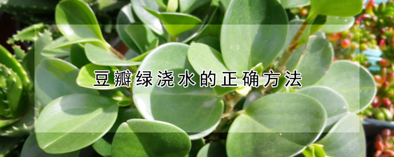 豆瓣綠澆水的正確方法