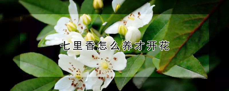 七里香怎么養才開花