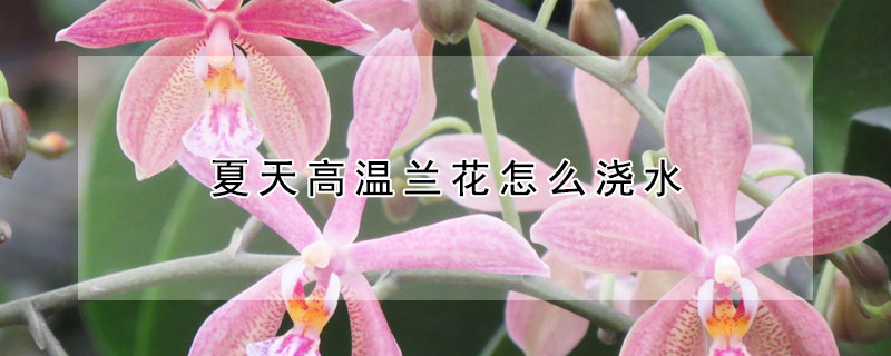 夏天高溫蘭花怎么澆水