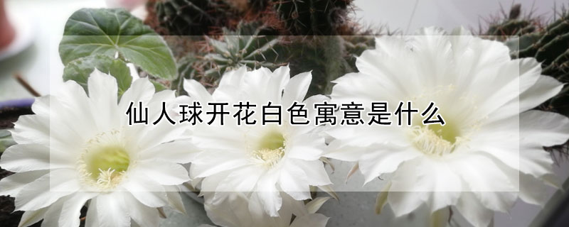 仙人球開花白色寓意是什么