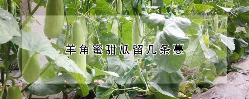 羊角蜜甜瓜留幾條蔓