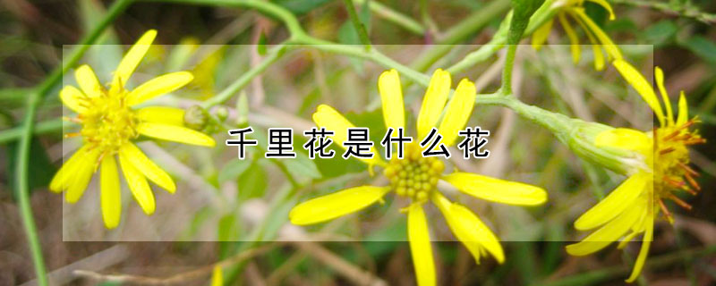 千里花是什么花