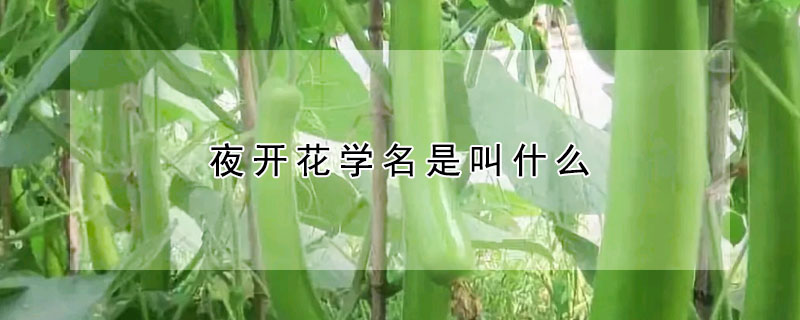 夜開花學名是叫什么