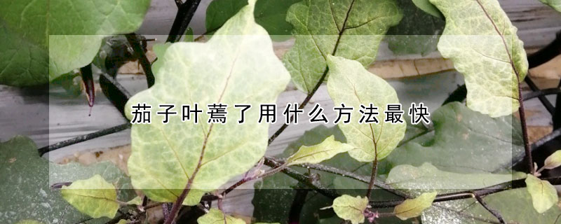 茄子葉蔫了用什么方法最快