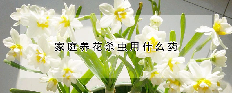 家庭養花殺蟲用什么藥