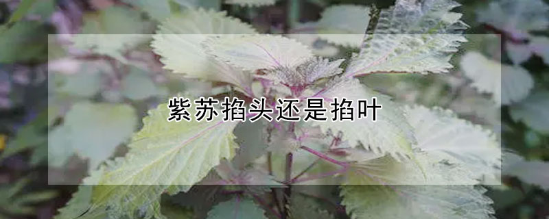 紫蘇掐頭還是掐葉