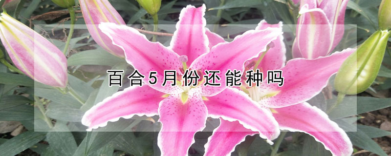 百合5月份還能種嗎