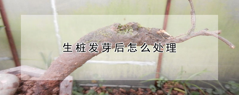 生樁發芽后怎么處理