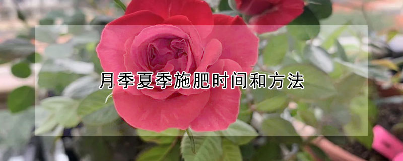 月季夏季施肥時間和方法