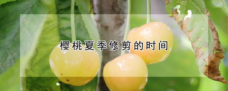 櫻桃夏季修剪的時(shí)間