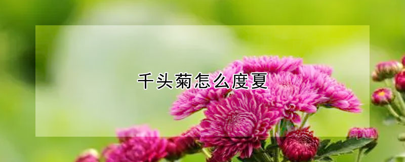 千頭菊怎么度夏