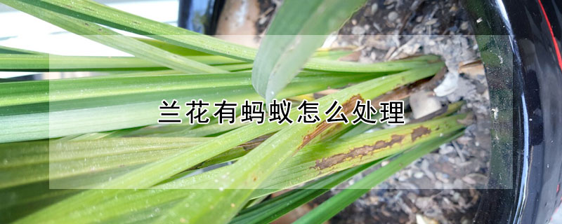 蘭花有螞蟻怎么處理