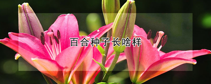 百合種子長(zhǎng)啥樣