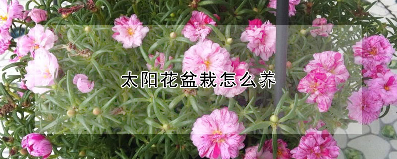 太陽花盆栽怎么養