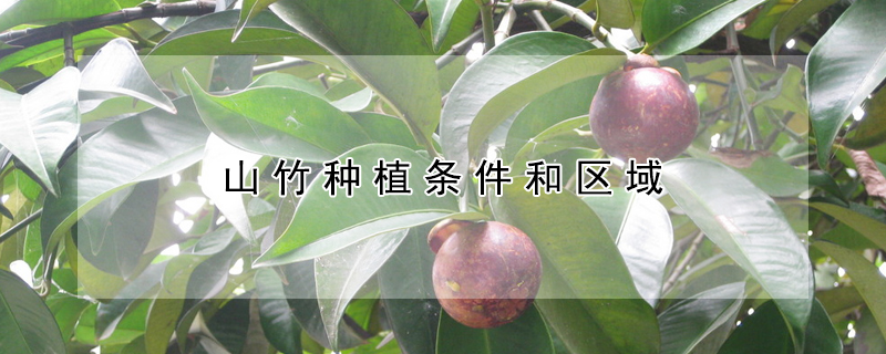 山竹種植條件和區(qū)域