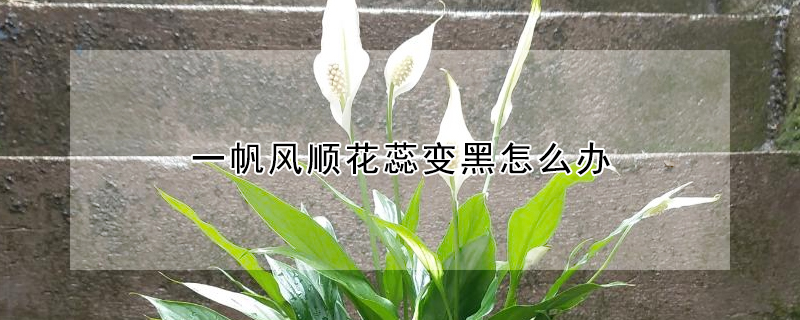 一帆風順花蕊變黑怎么辦