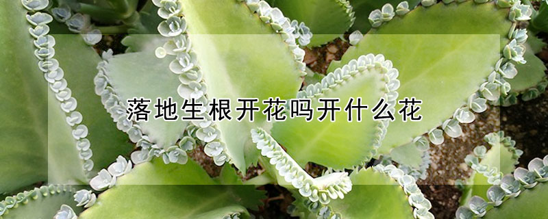 落地生根開花嗎開什么花