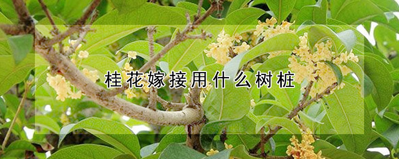 桂花嫁接用什么樹樁