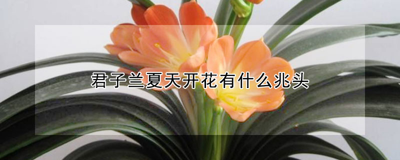 君子蘭夏天開花有什么兆頭