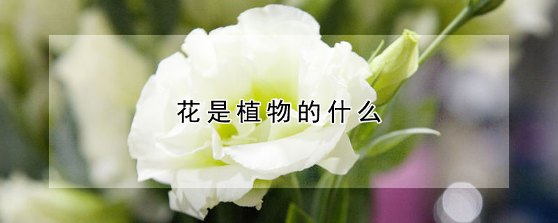 花是植物的什么