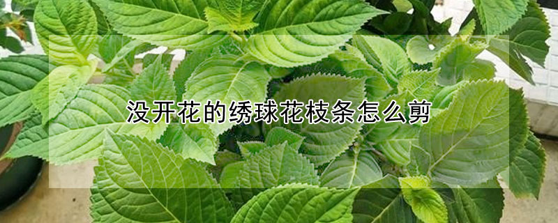 沒開花的繡球花枝條怎么剪