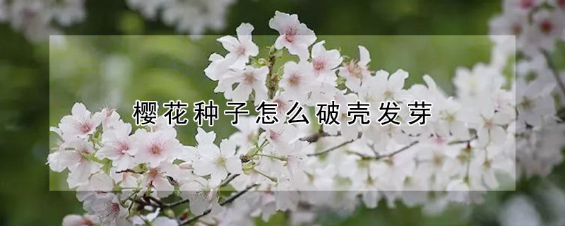 櫻花種子怎么破殼發芽