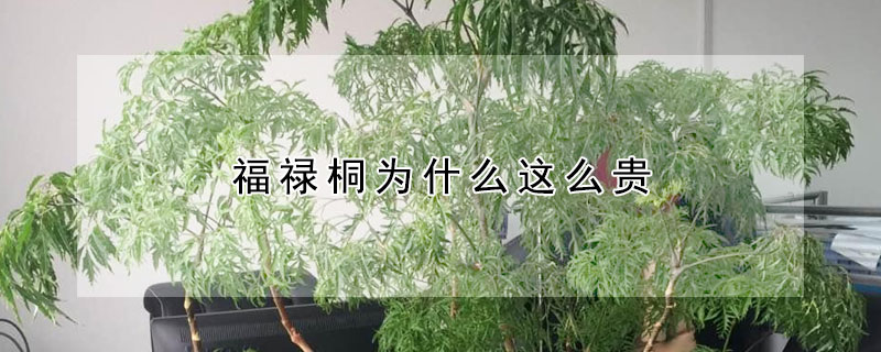 福祿桐為什么這么貴