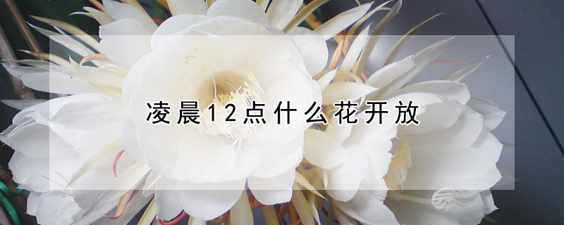 凌晨12點什么花開放