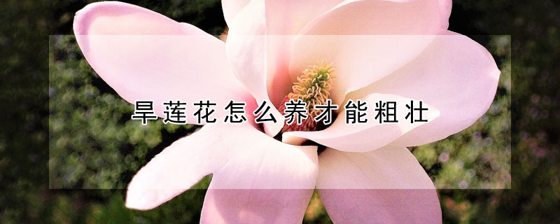 旱蓮花怎么養才能粗壯