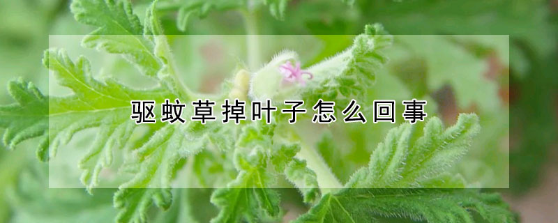 驅蚊草掉葉子怎么回事