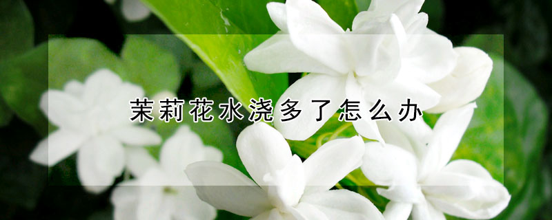 茉莉花水澆多了怎么辦