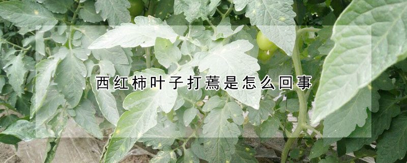 西紅柿葉子打蔫是怎么回事