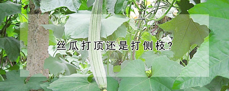 絲瓜打頂還是打側(cè)枝?