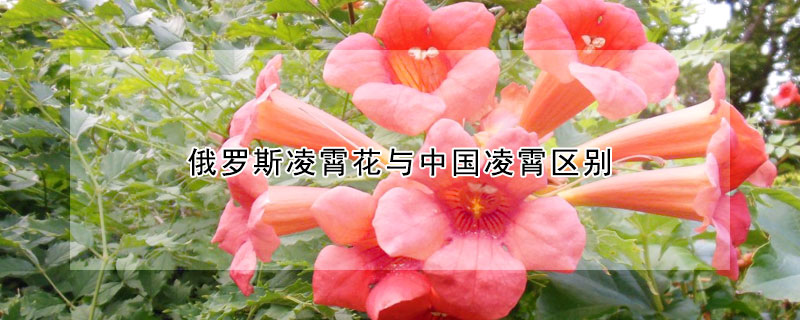 俄羅斯凌霄花與中國凌霄區(qū)別