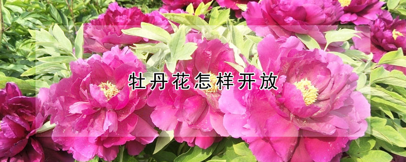 牡丹花怎樣開(kāi)放