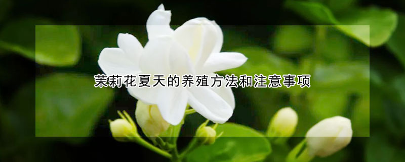 茉莉花夏天的養殖方法和注意事項