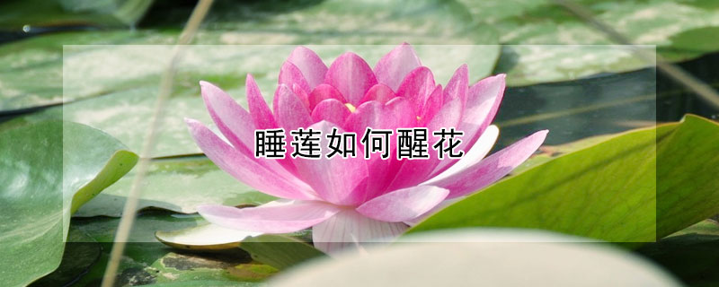 睡蓮如何醒花