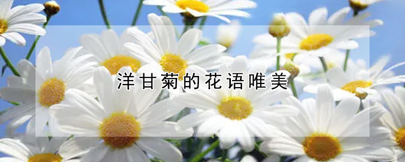 洋甘菊的花語唯美