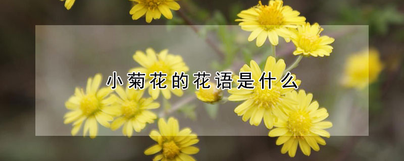 小菊花的花語是什么