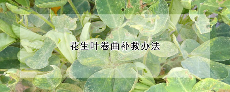 花生葉卷曲補救辦法