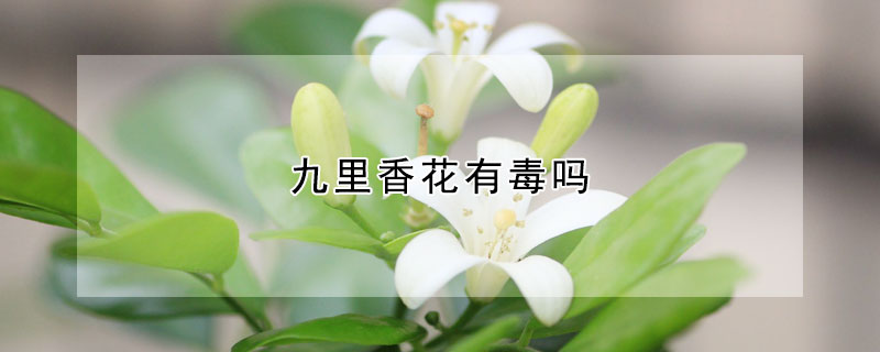 九里香花有毒嗎