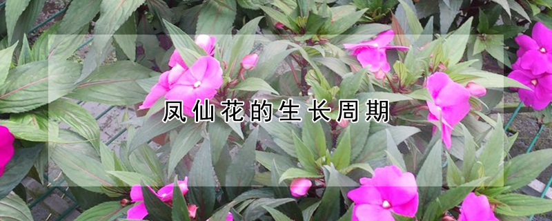 鳳仙花的生長周期