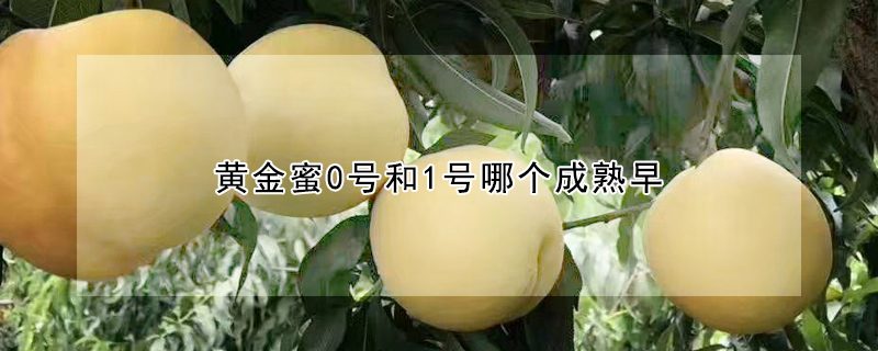 黃金蜜0號和1號哪個成熟早